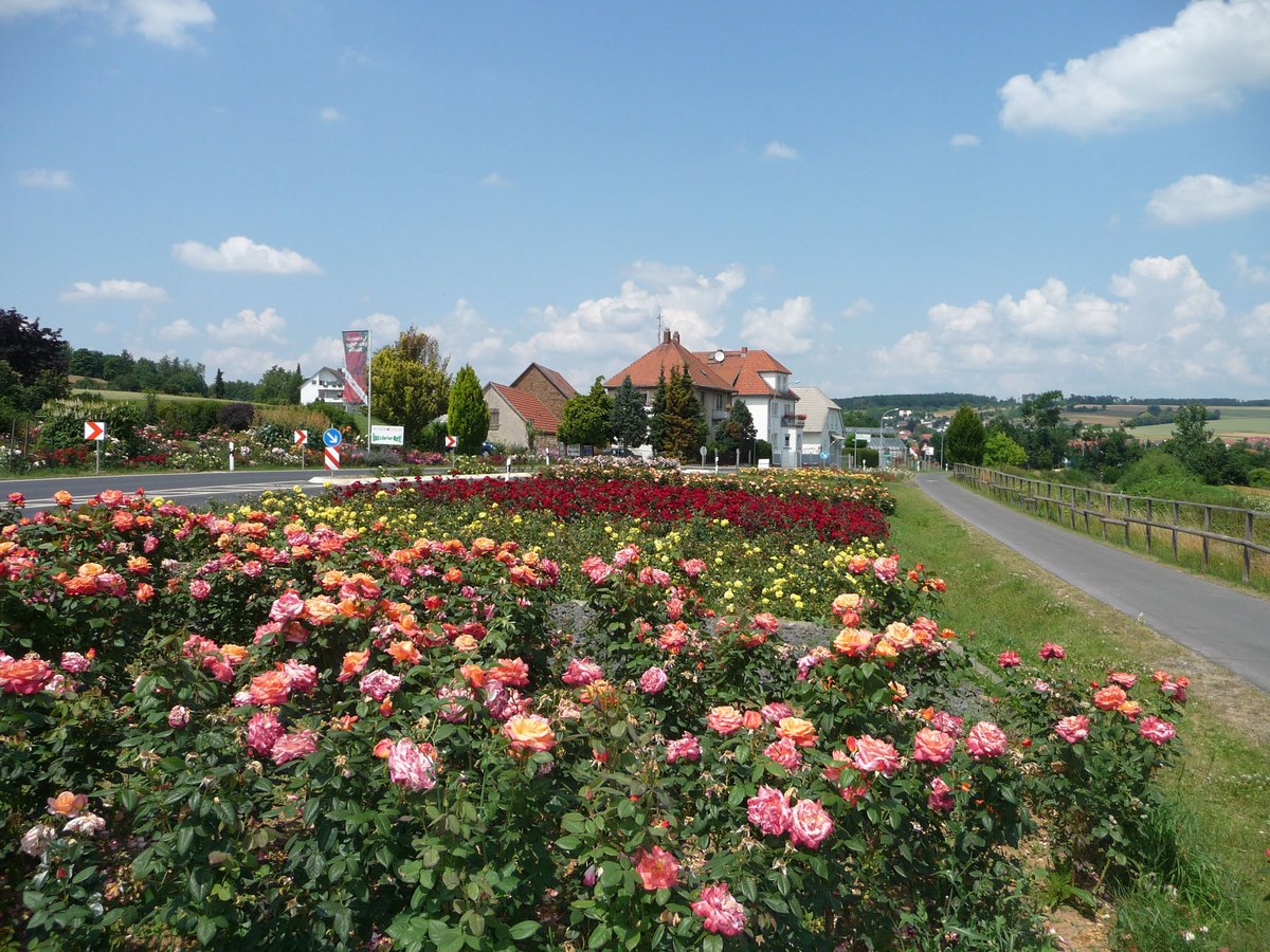 Blühende Rosenfelder am Ortseingang von Bad Nauheim-Steinfurth mit Blick auf Häuser und die umliegende Landschaft.